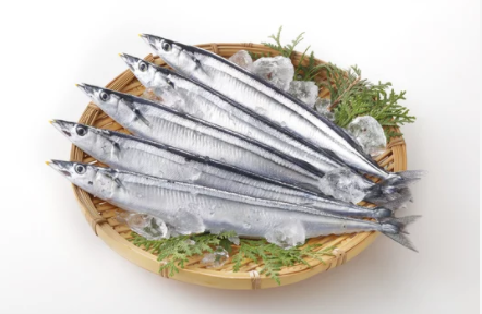 Pike Mackerel (Sanma)