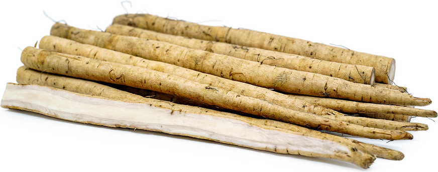 Burdock Root (Gobo)