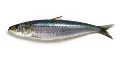 Sardine (Iwashi)