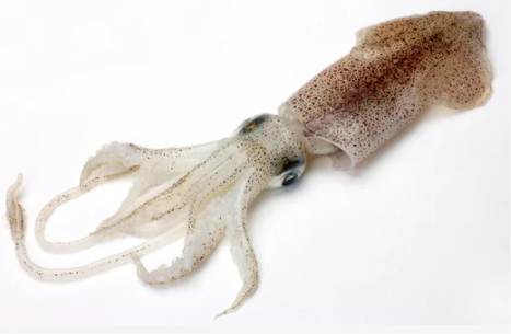 Whole Squid (Ika)